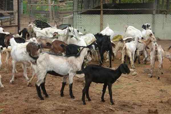 chinnasalem thottampatti village goat unknown animal incident