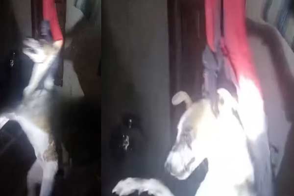 A young man stabbed his pet dog in the eye with a knife in maharashtra