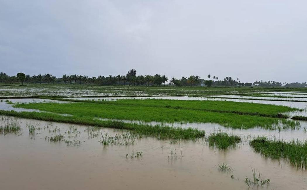 Farmers suffer 2,000 acres paddy crops rot due rain