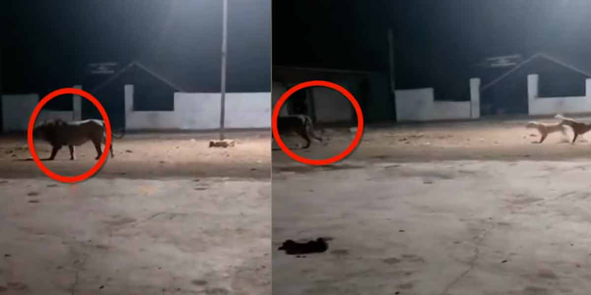 The dogs that choked the lion; A viral video