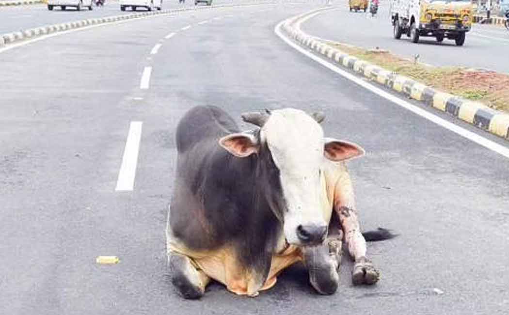 Action if cattle are left on the street!