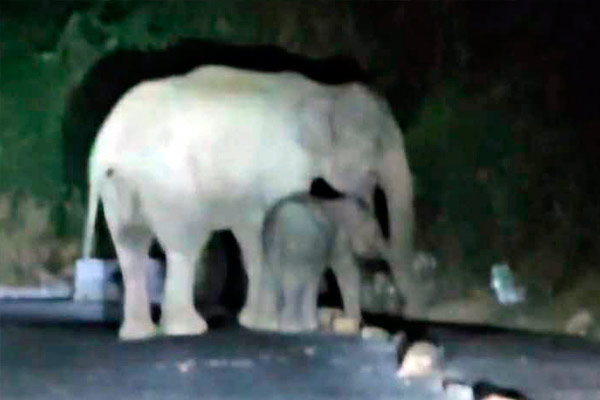 A wild elephant standing with her cub in Kadapur; Motorists fear