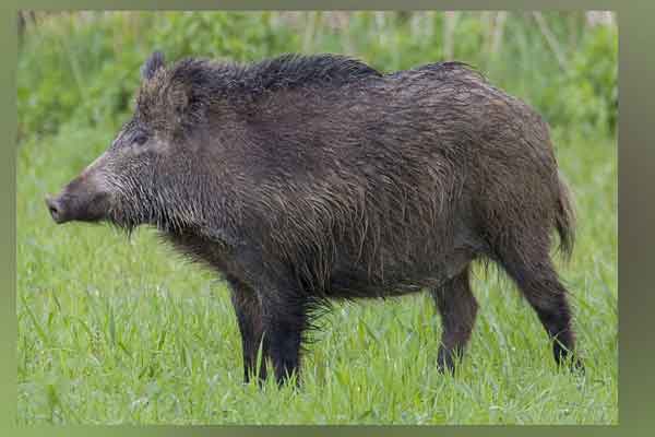 The old man who died after being bitten by a wild boar ..!