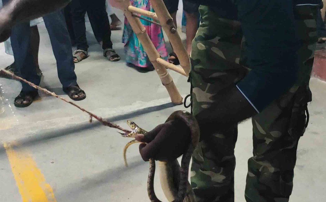 Rescue of the little squirrel trapped by the snake
