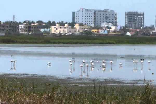 Pallikaranai issue highcourt ordered
