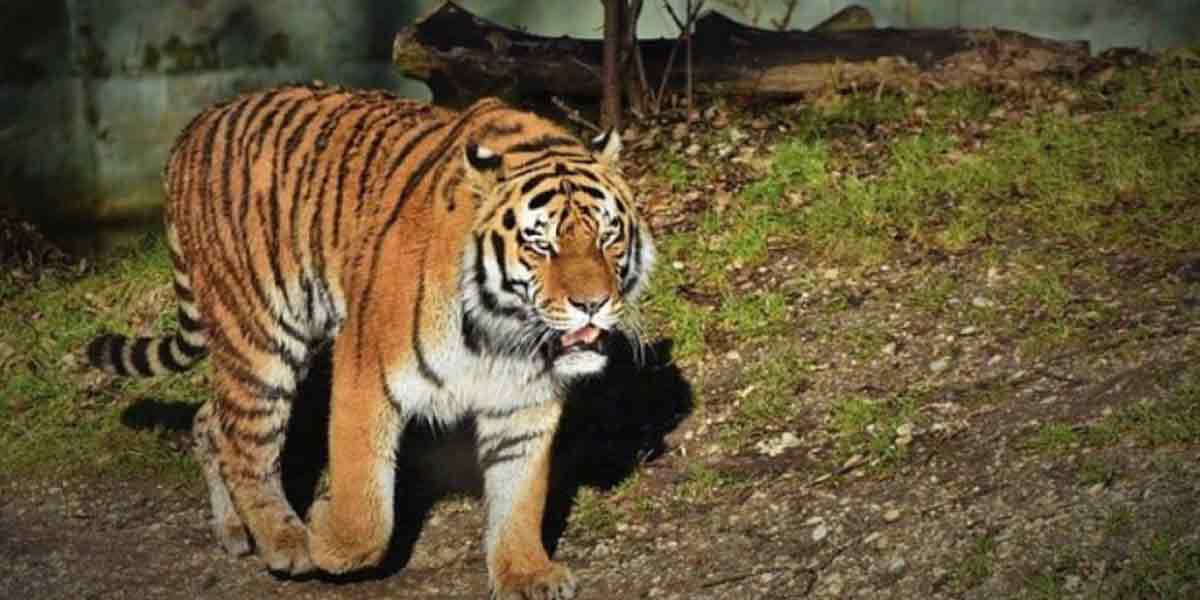 'T23' tiger in nilgiris