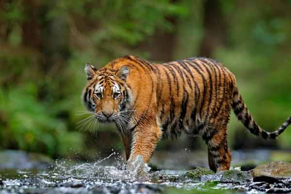 Devan Estate tiger caught in the eyes of travelers .. Foresters in intensive search!