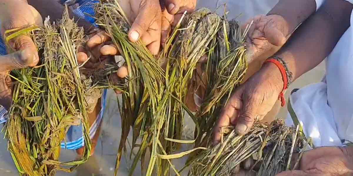 Rotting rice crops; Delta farmers in pain!