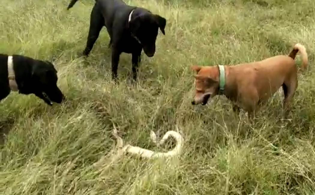 coimbatore incident - dogs-snake