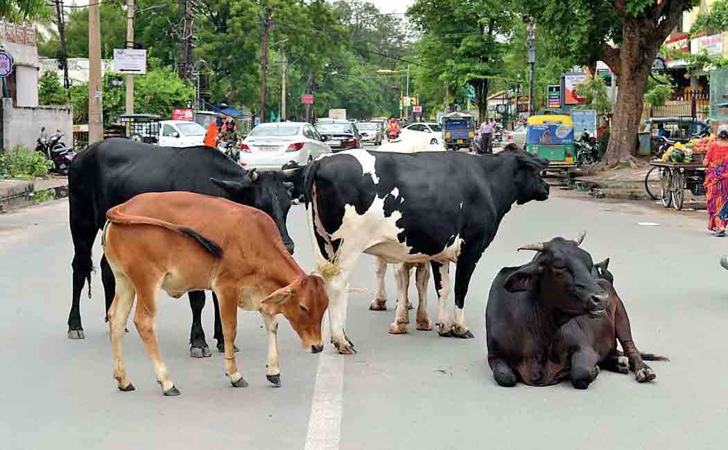 uttarpradesh amendment to protect cows