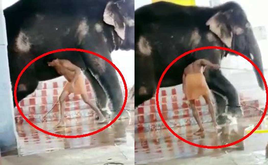 srivilliputhur temple elephant incident