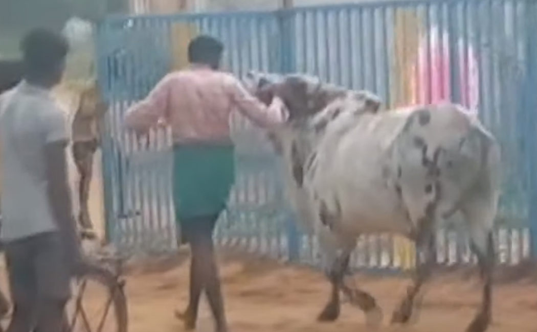 Pudukottai there commotion when cow was unchained violation ban