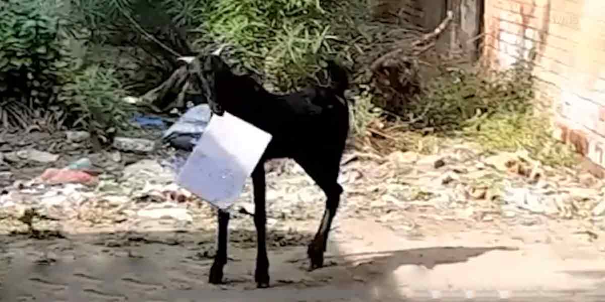 The goat that lifted the documents .... the officer who ran backwards