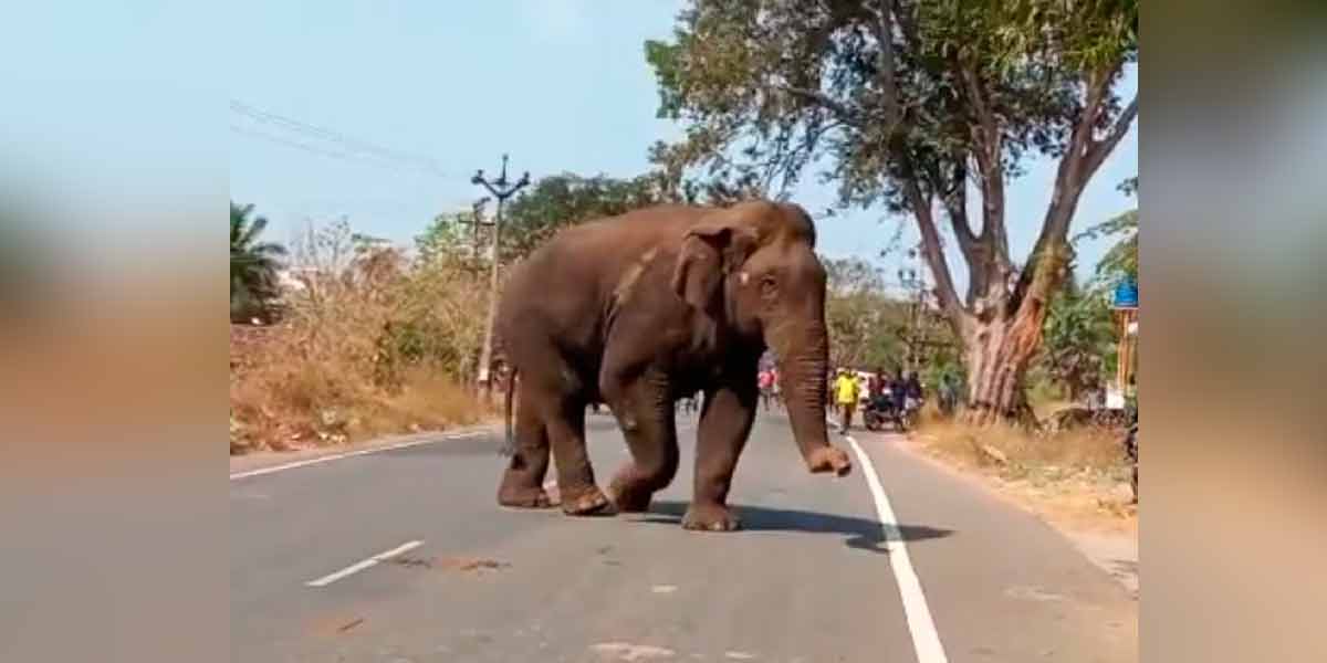 karupan elephant entering Thalawadi