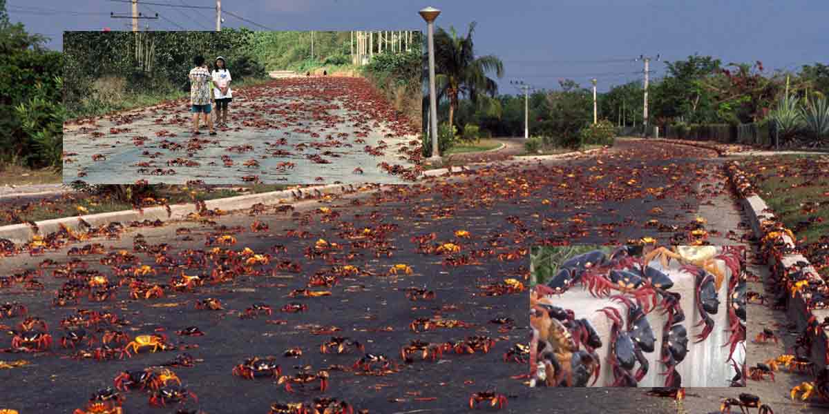 Thousands of invading crabs ... shocking photos