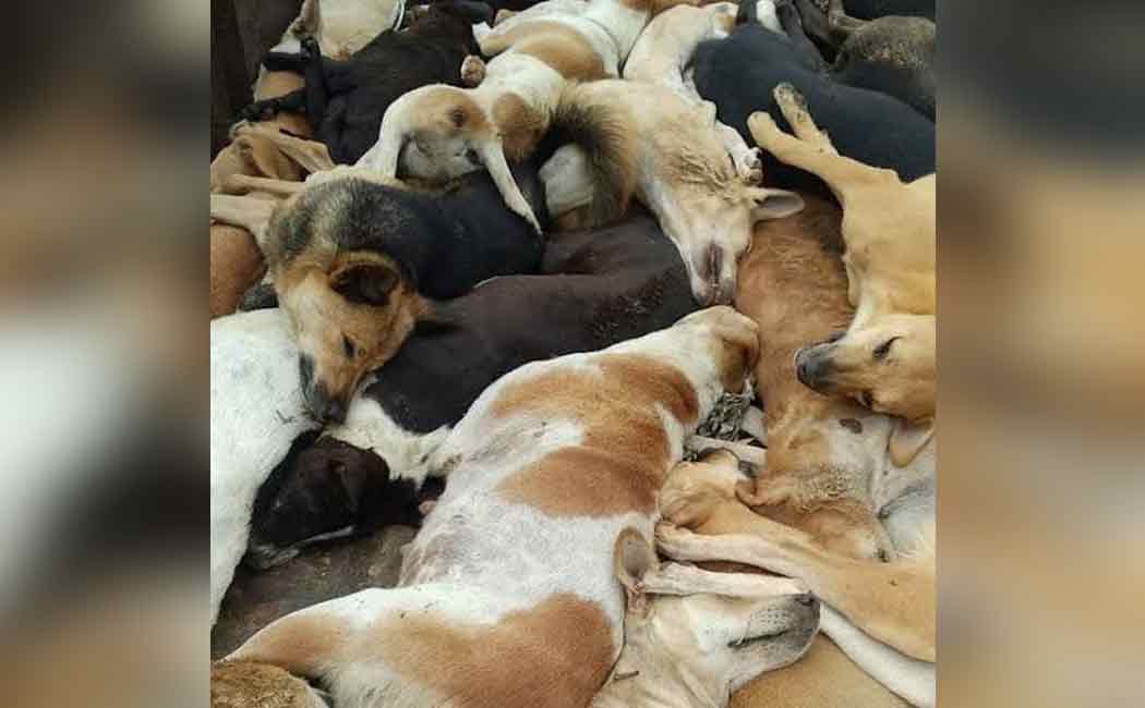 Dogs that died en masse ... Police in a series of investigations