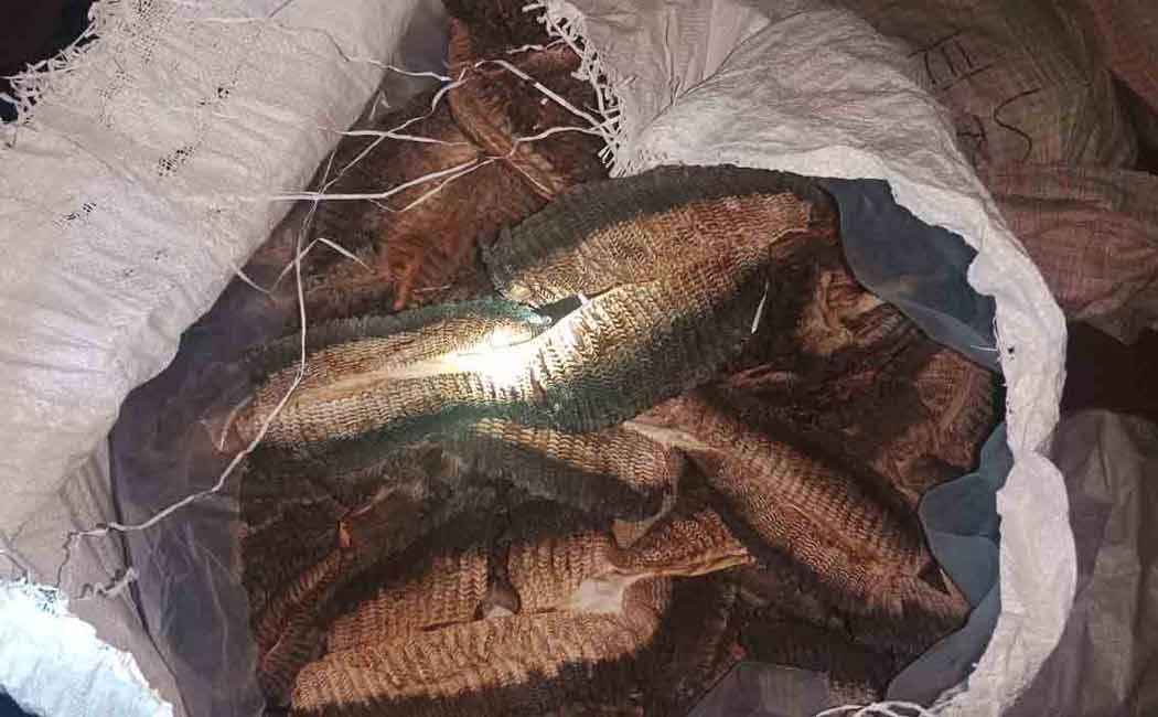Police seized marine treasures that were being smuggled to China