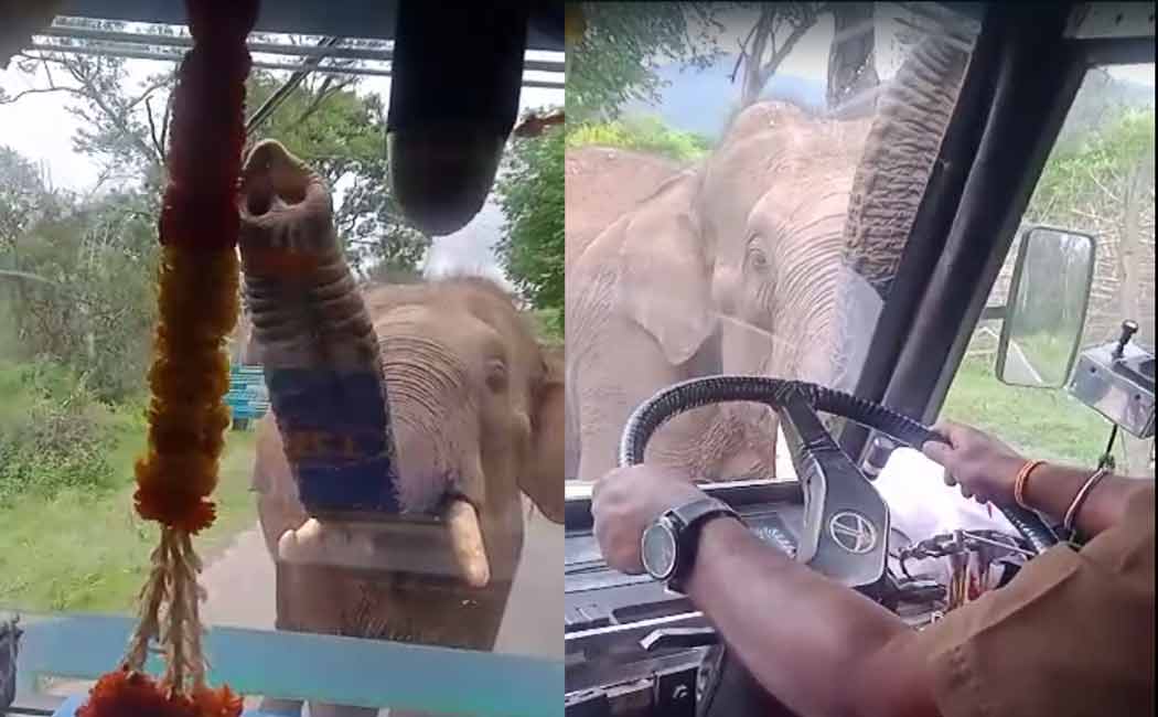 video of a wild elephant hitting bus going viral on social media