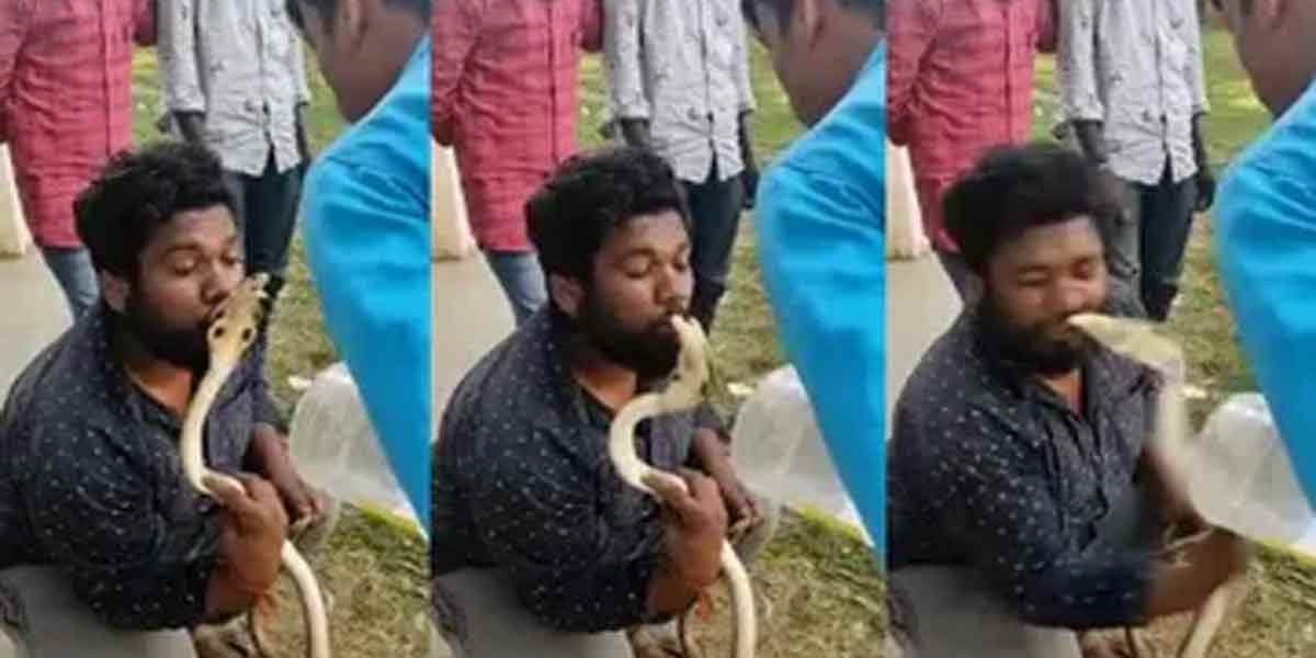 Cobra attack.. viral video