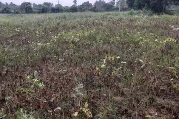 Cuddalore continues rain crops affected by rain water