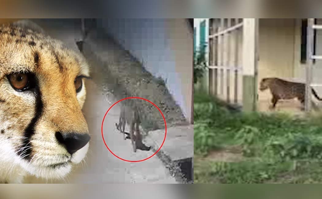leopards entering government college Video goes viral social media