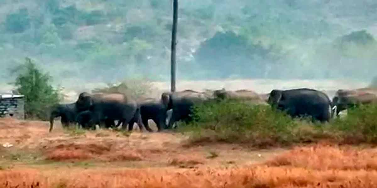 20 wild elephants suddenly camped; Forest Department under continuous surveillance