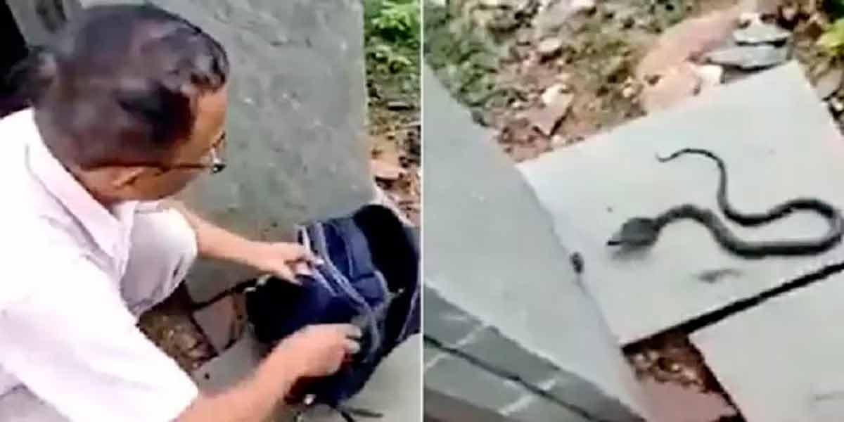 Snake lurking in washing machine; Caution is required