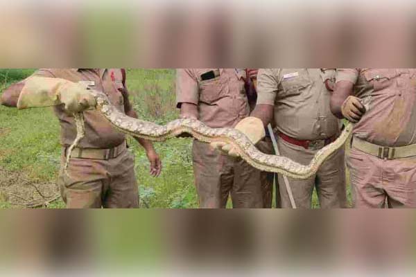 snake catch in fishing net youngster shock