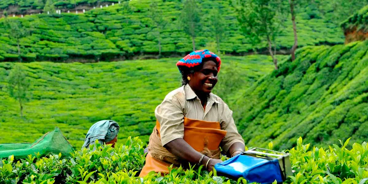 Notice to mancholai plantation workers
