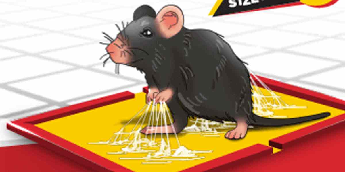 'Rat paste banned in Tamil Nadu' - Minister Ma Subramaniam's announcement