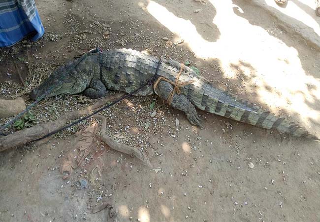 night time crocodiles peoples tn government