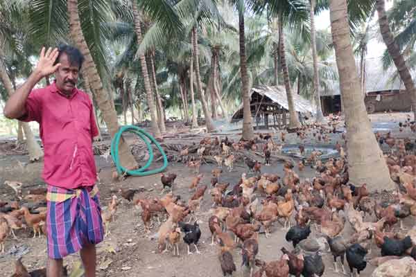Farmer earns lakhs by raising domestic chickens at low cost