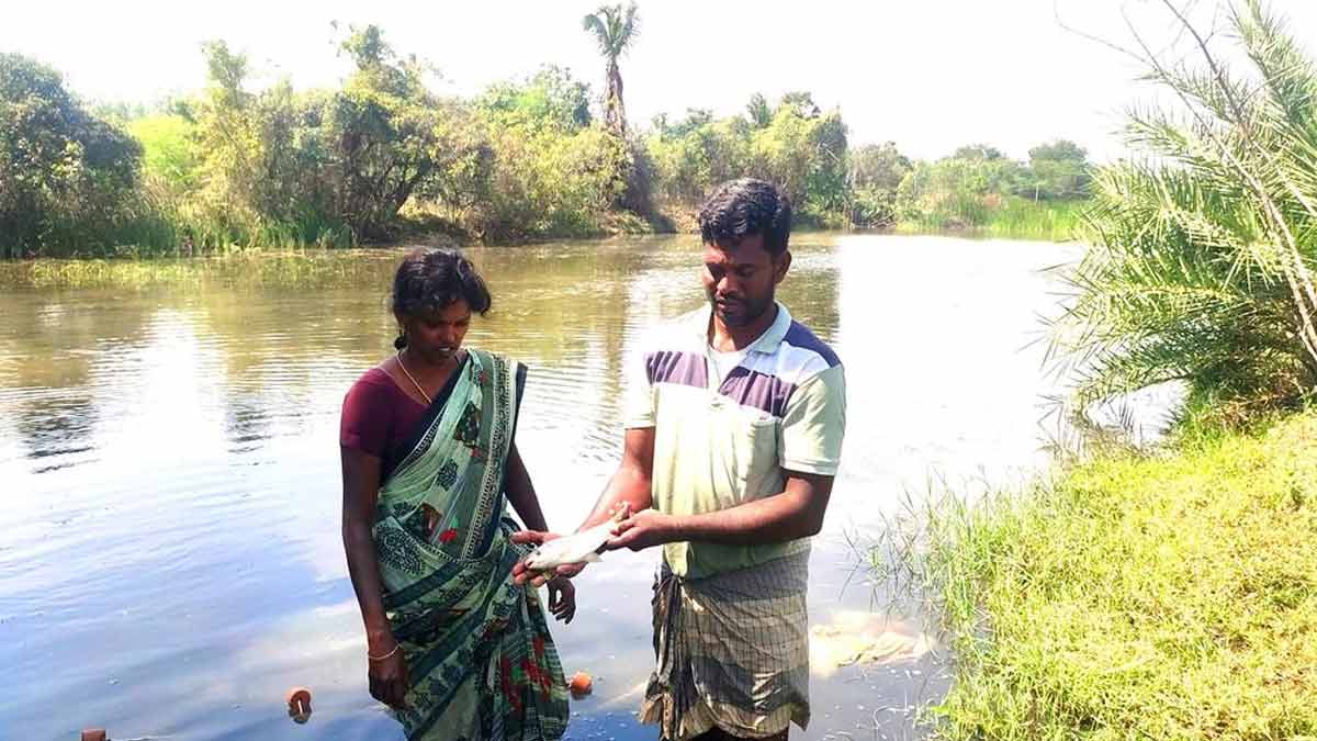 'Not only paddy but also fish can be grown in the field..'-Agriculture Semmal award to the farmer who has achieved!
