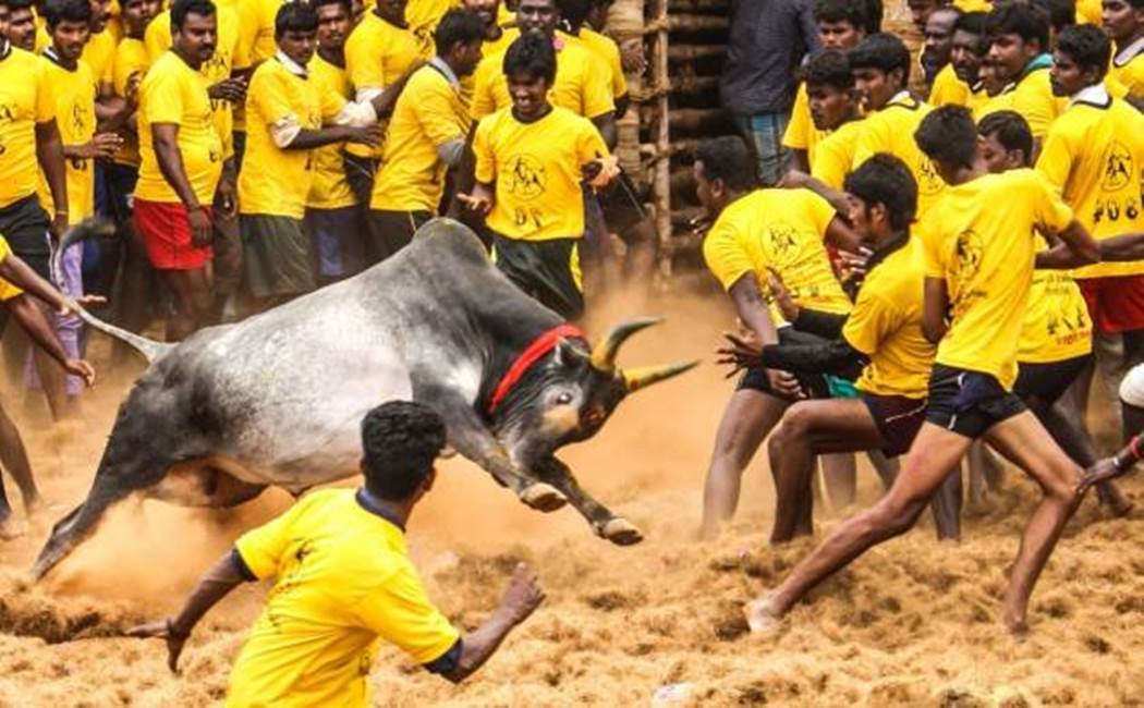 Jallikattu