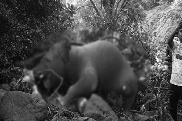 tenkasi Courtallam elephant incident