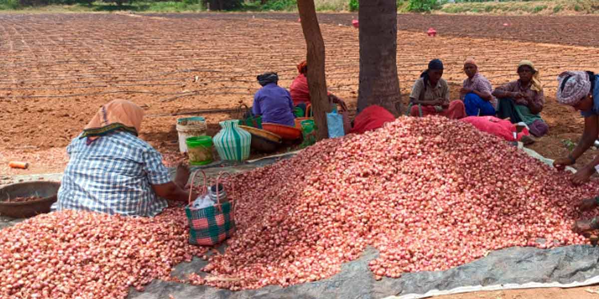 Increase in price of planting onions