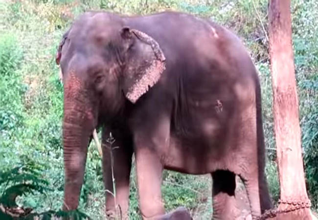 salem andal elephant incident fagan forest department investigation