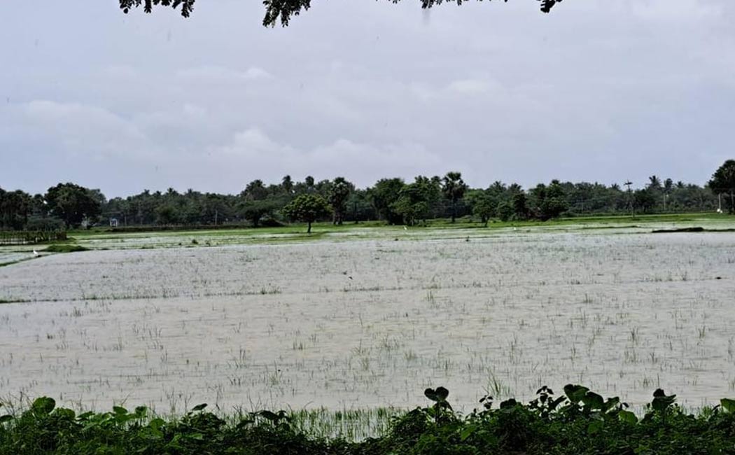 Farmers suffer 2,000 acres paddy crops rot due rain