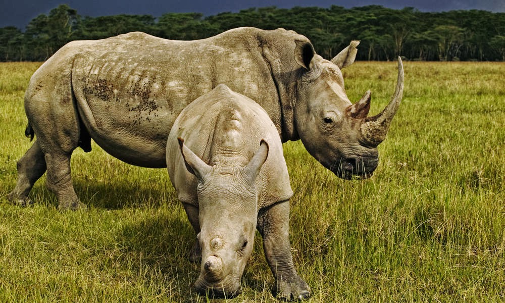 rhinoceros