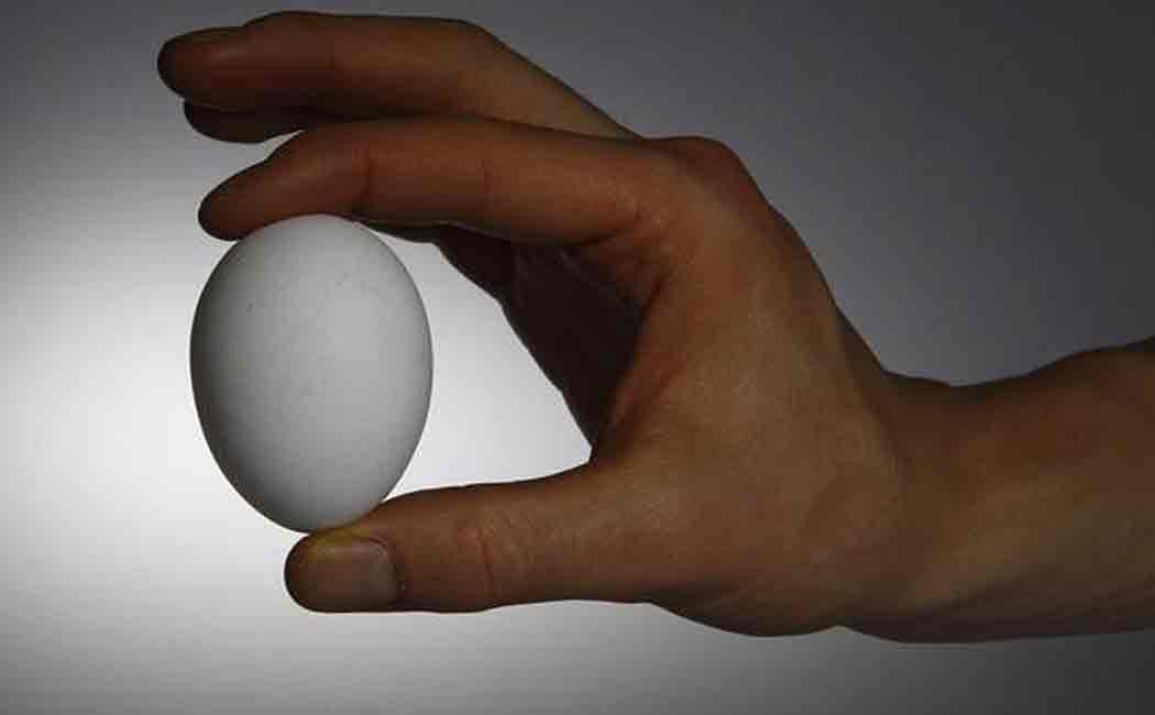 eggs