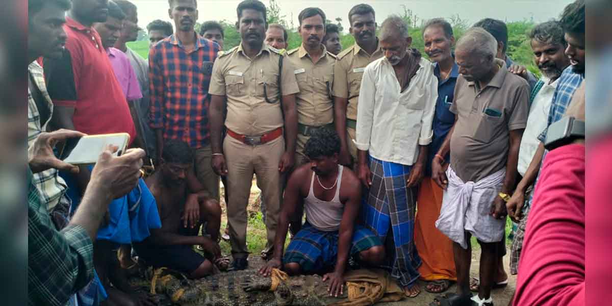 A crocodile entered the village; People screamed and ran