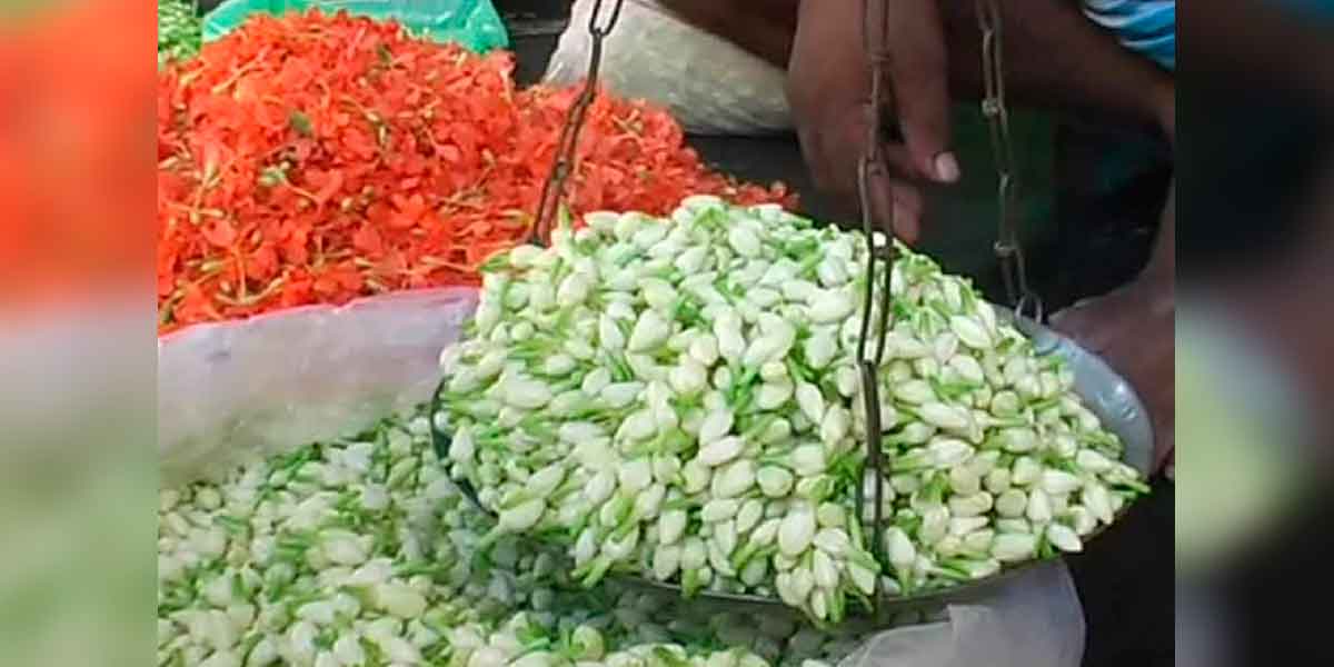 Jasmine flower prices skyrocket; farmers are happy