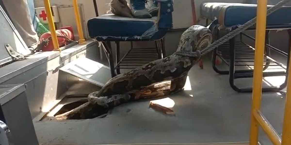 Python on school bus... Shocking video