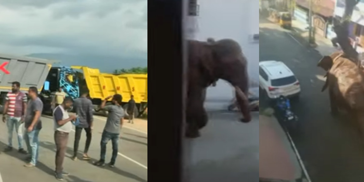 Arikomban Wild elephant-Kumuli highway