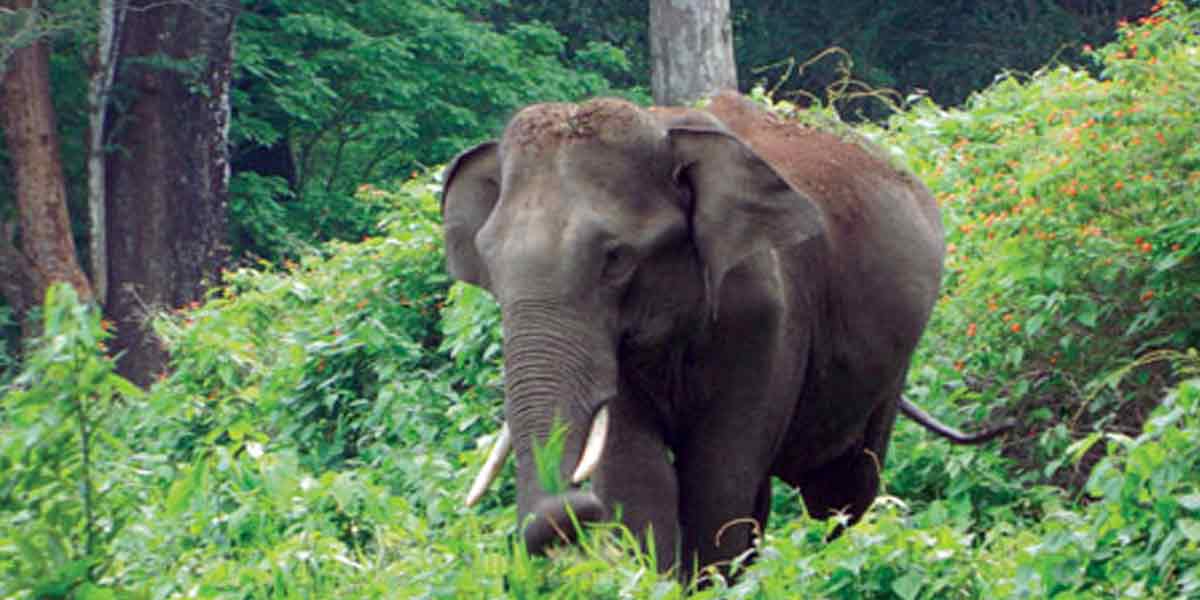 The forest department is making a serious effort to catch the wild elephant!