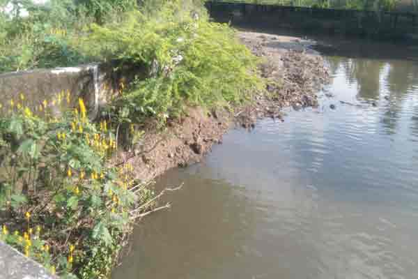 crocodiles strolling irrigation way farmers and public panic