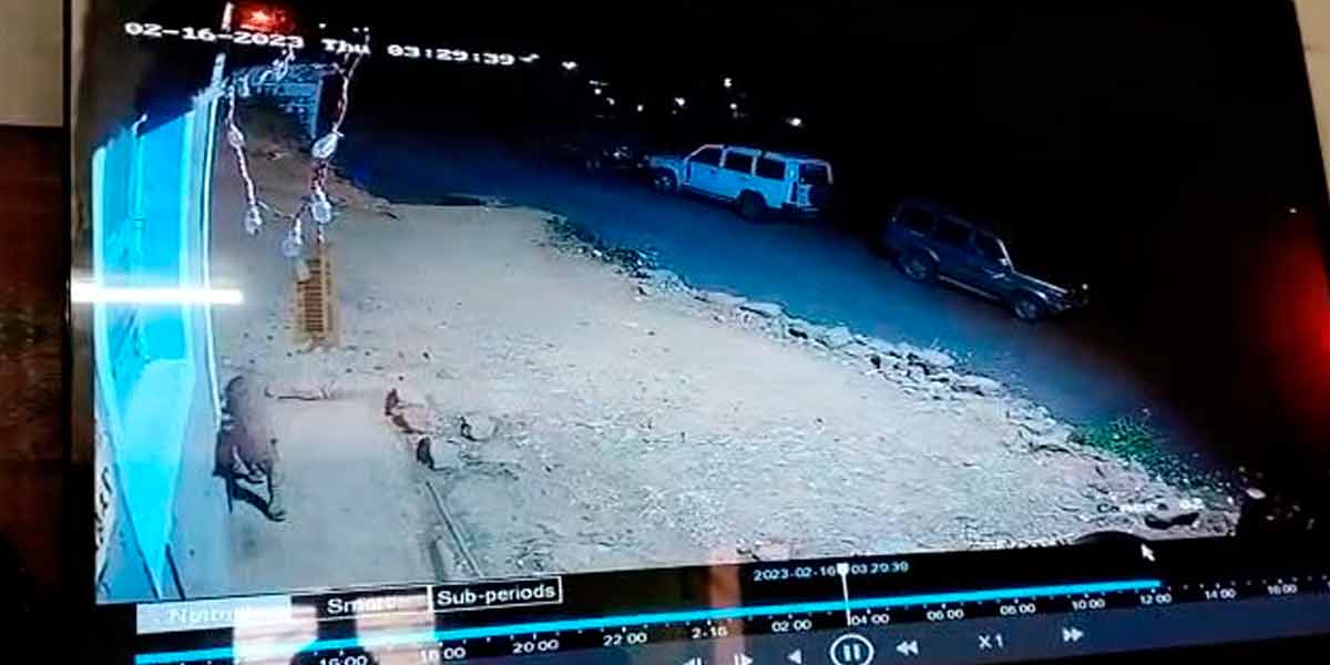Cheetah movement in Meghamalai canteen area-hill villagers in panic
