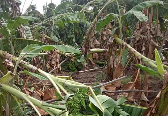 TRICHY DISTRICT HEAVY RAIN TREES FARMERS