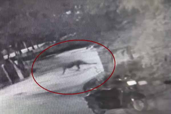 Leopard movement near Ariyalur; Forest department in confusion