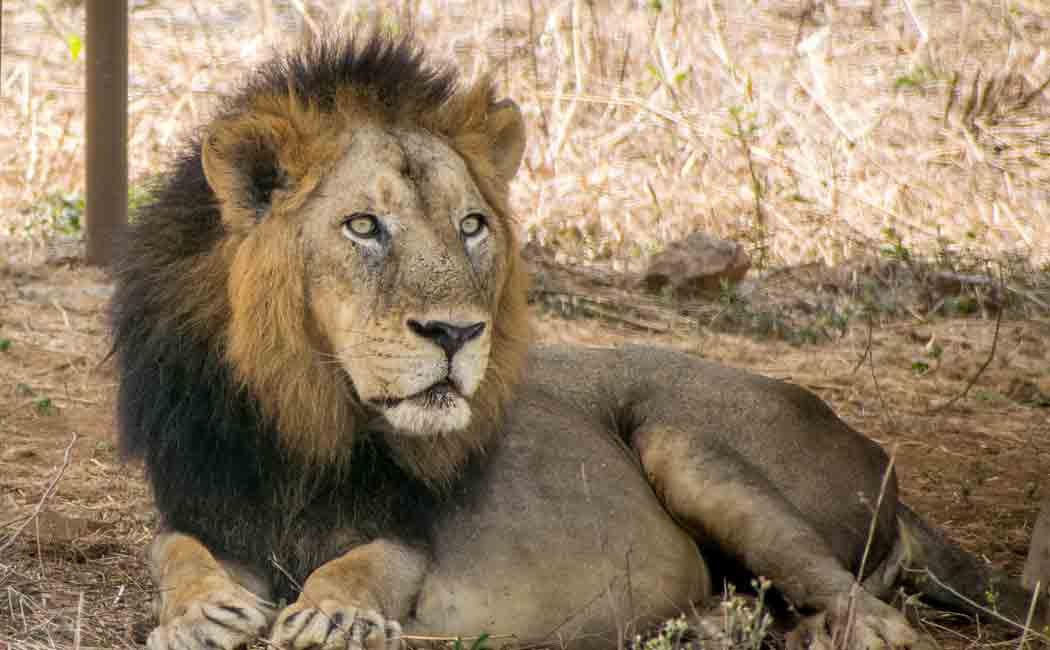 Male lion dies in Vandalur park